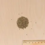 Aromatiques - Persil Commun 2 - MEDIA_3D